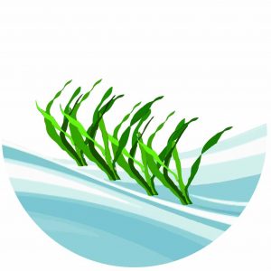 Seawheat-logo-Site-thumb-300x300